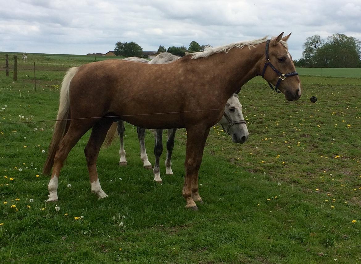 Anden særlig race Horsebjerg gambler (Malik)  billede 7