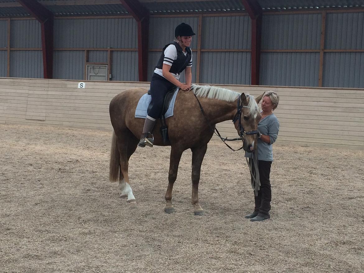 Anden særlig race Horsebjerg gambler (Malik)  billede 8