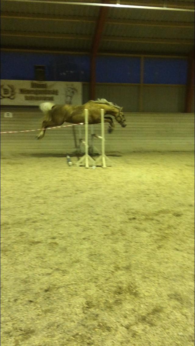 Anden særlig race Horsebjerg gambler (Malik)  billede 9