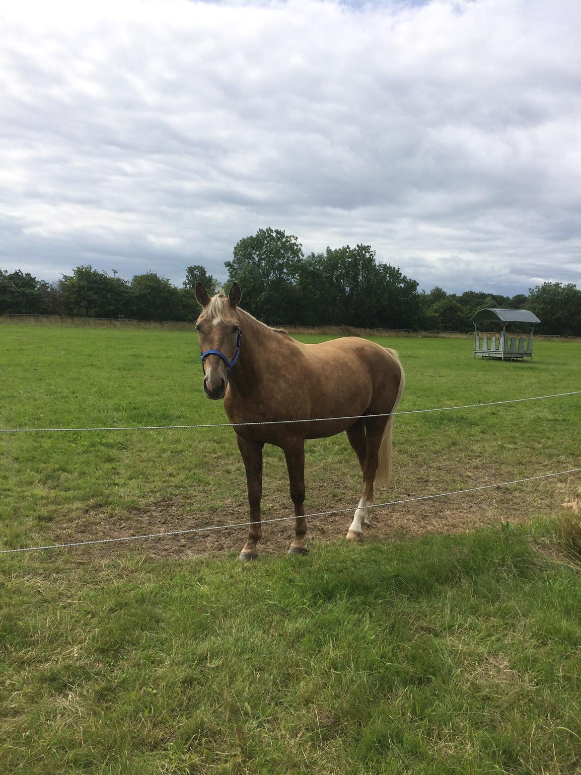 Anden særlig race Horsebjerg gambler (Malik)  billede 10