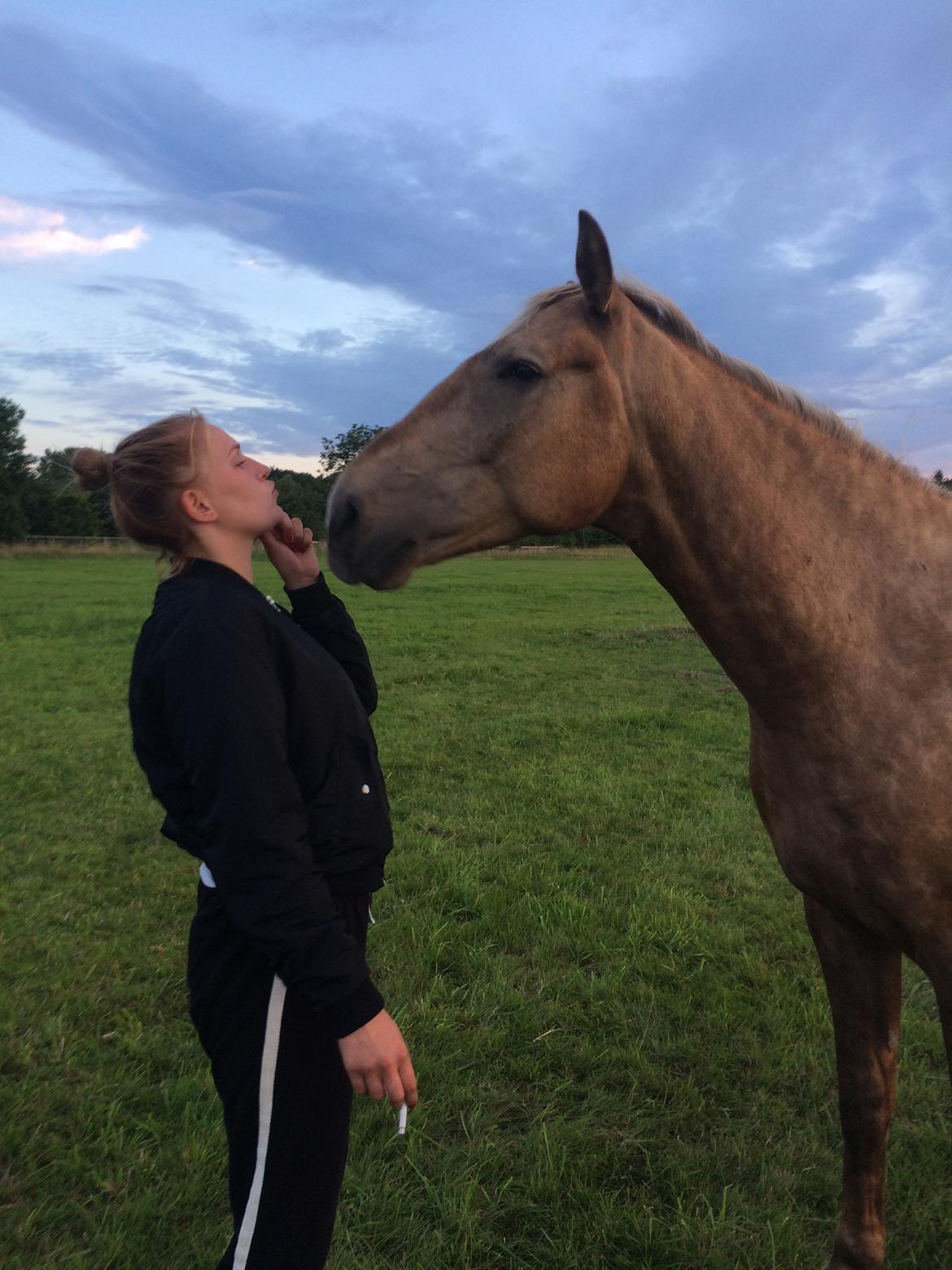 Anden særlig race Horsebjerg gambler (Malik)  billede 11