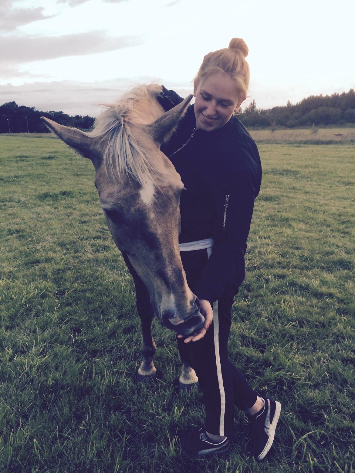 Anden særlig race Horsebjerg gambler (Malik)  billede 12