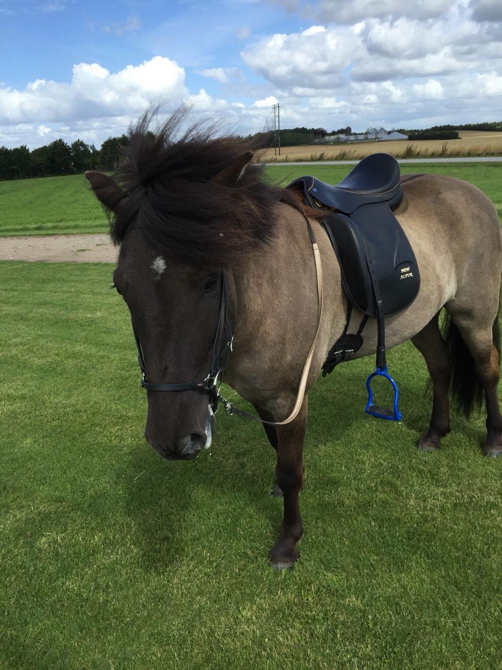 Islænder Þór frá tjörn billede 5