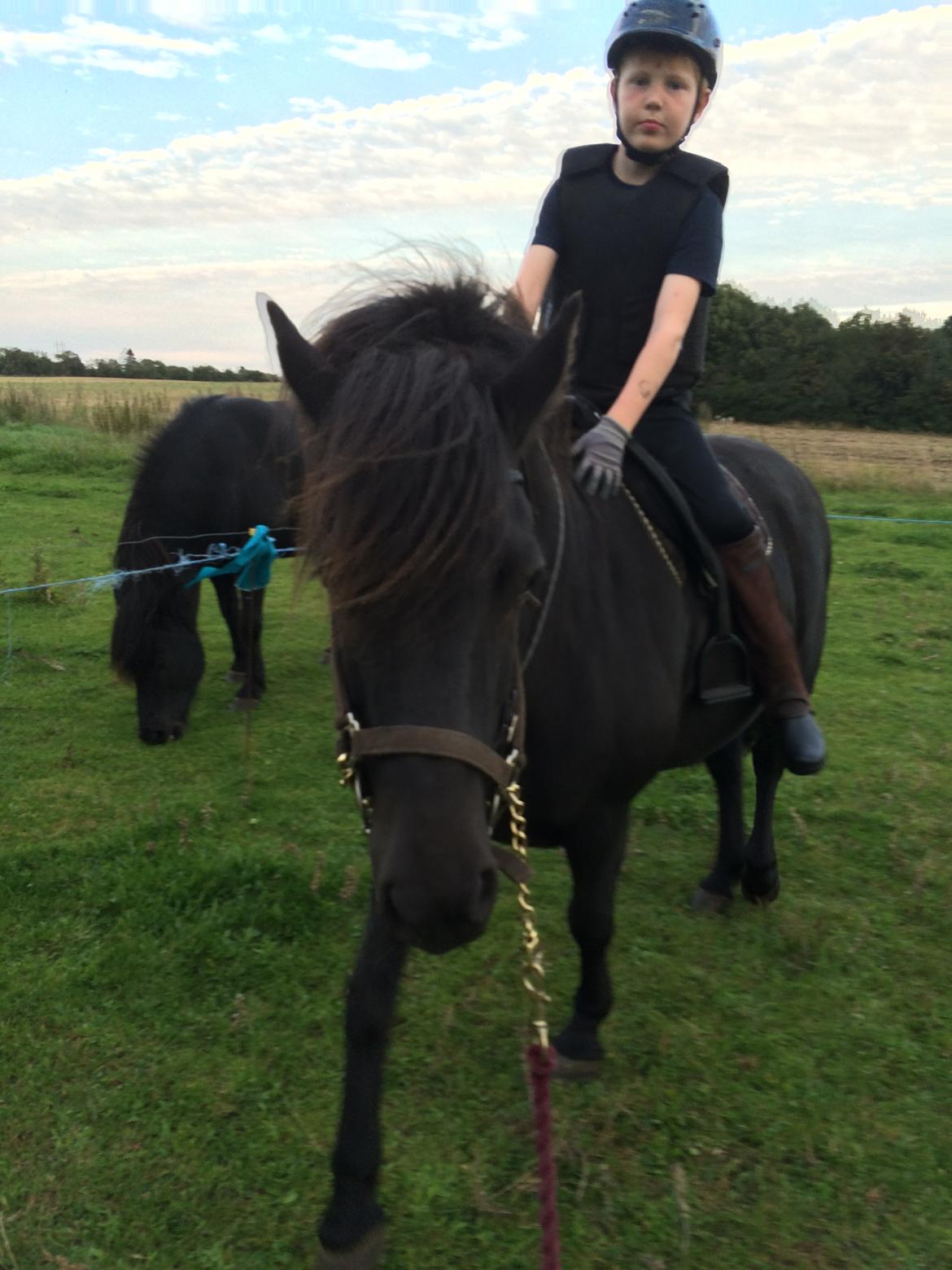 Islænder Sanna fra Åsbæk  - Kida med rytter på for første gang ☺️ billede 18