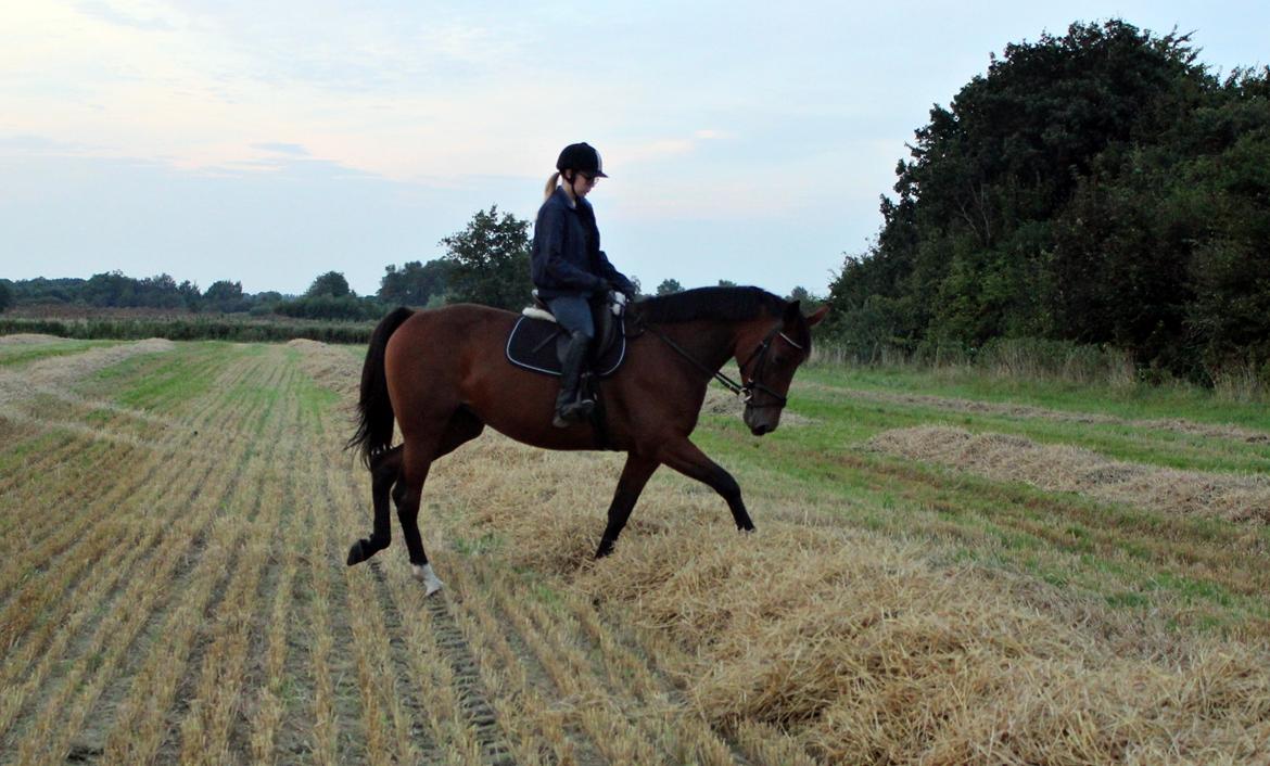 Traver Surprise  billede 13