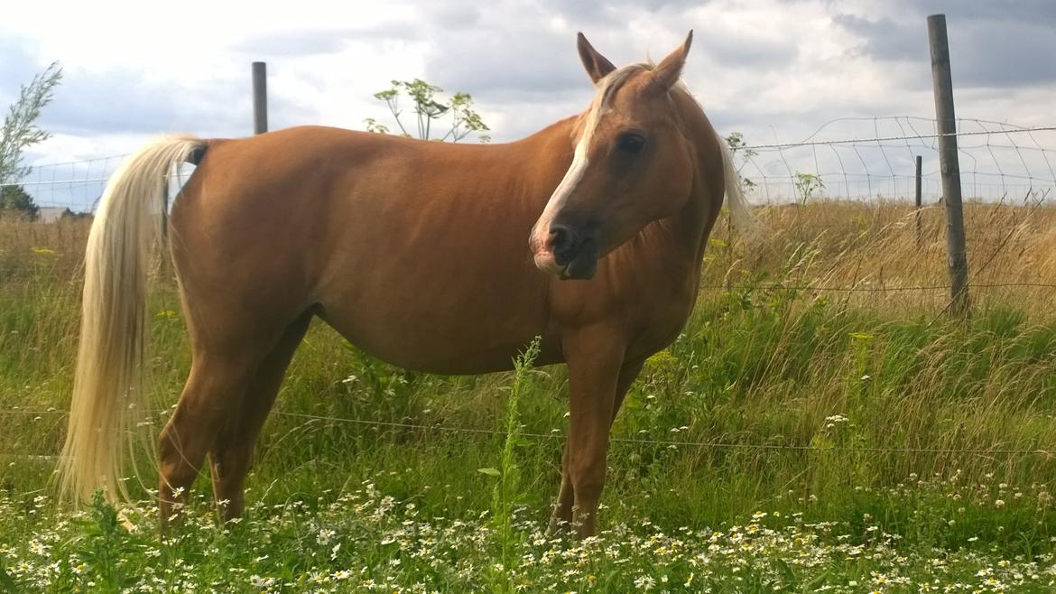 Palomino Ia Starlight Mist (Sarahbia) AFDØD billede 8