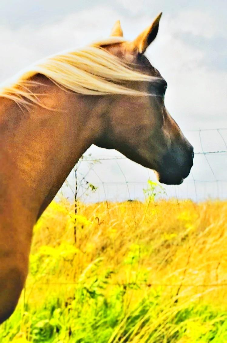 Palomino Ia Starlight Mist (Sarahbia) AFDØD billede 9