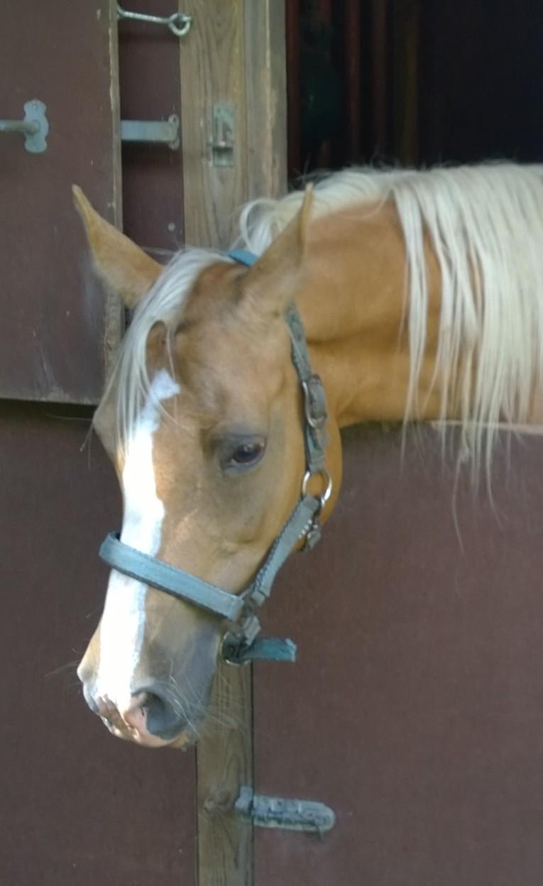 Palomino Ia Starlight Mist (Sarahbia) AFDØD billede 10