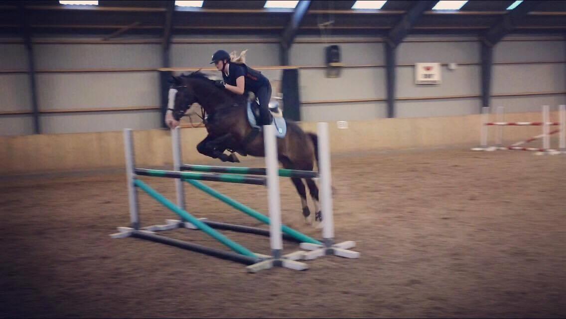 Hollandsk Varmblod Zarona R.I.P  billede 28