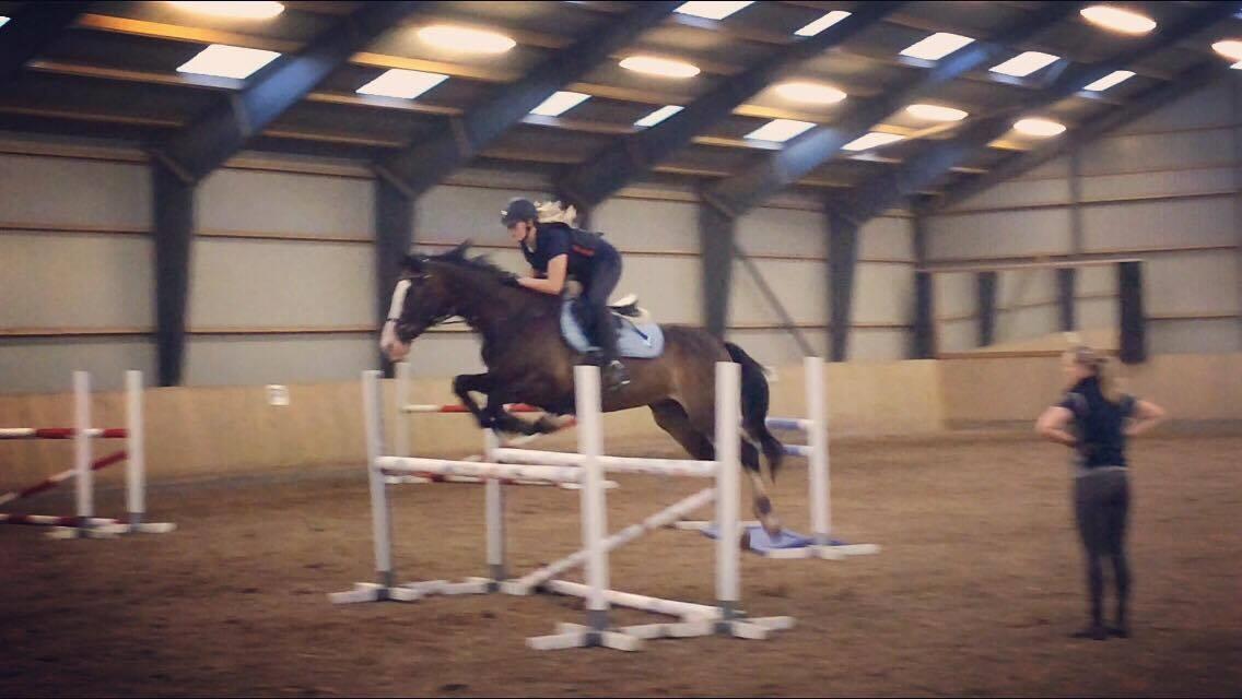 Hollandsk Varmblod Zarona R.I.P  billede 18