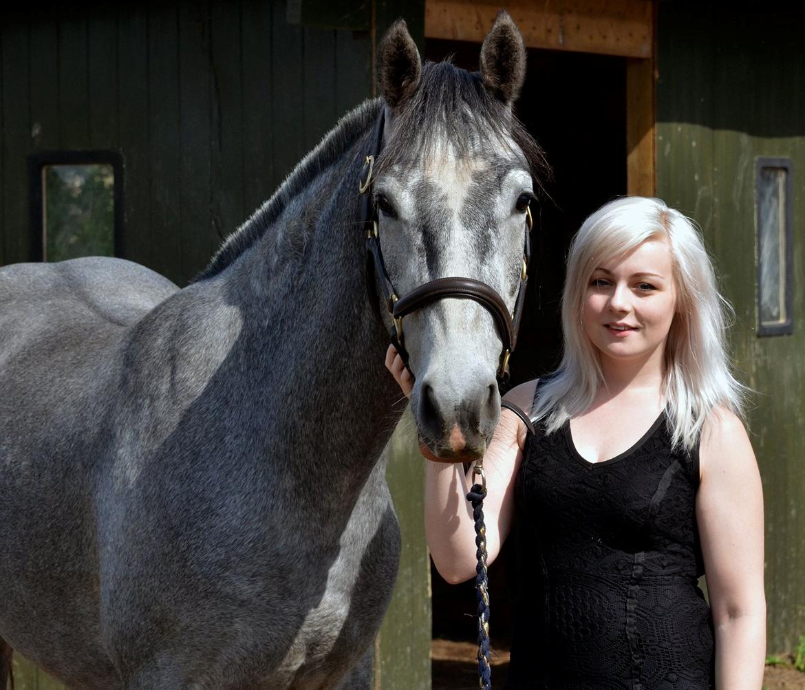 Barockpferd Nordlicht's Anarchy billede 20