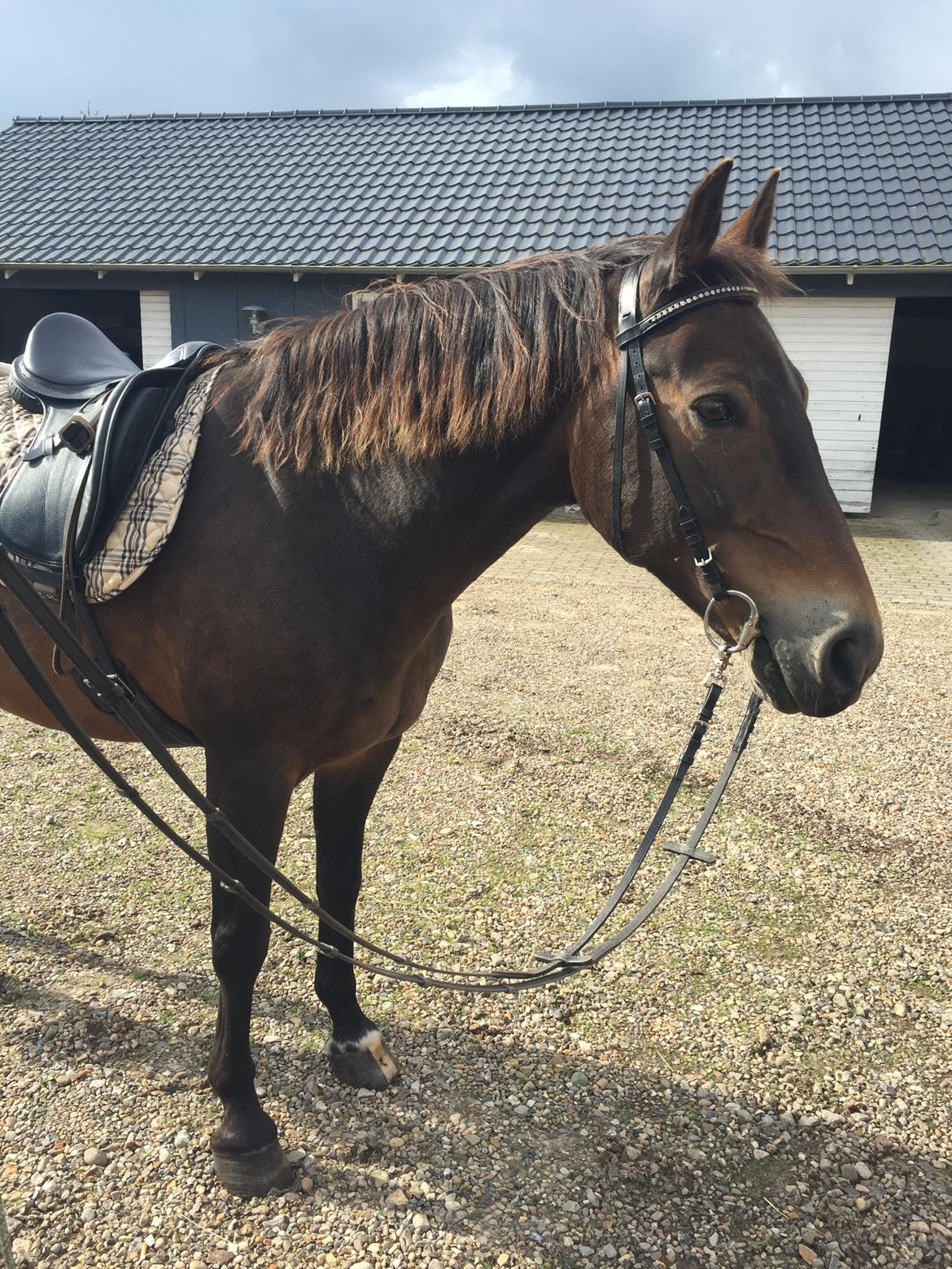 Anden særlig race Oscar - Ossie <3 - SOLGT - September, 2016  billede 1