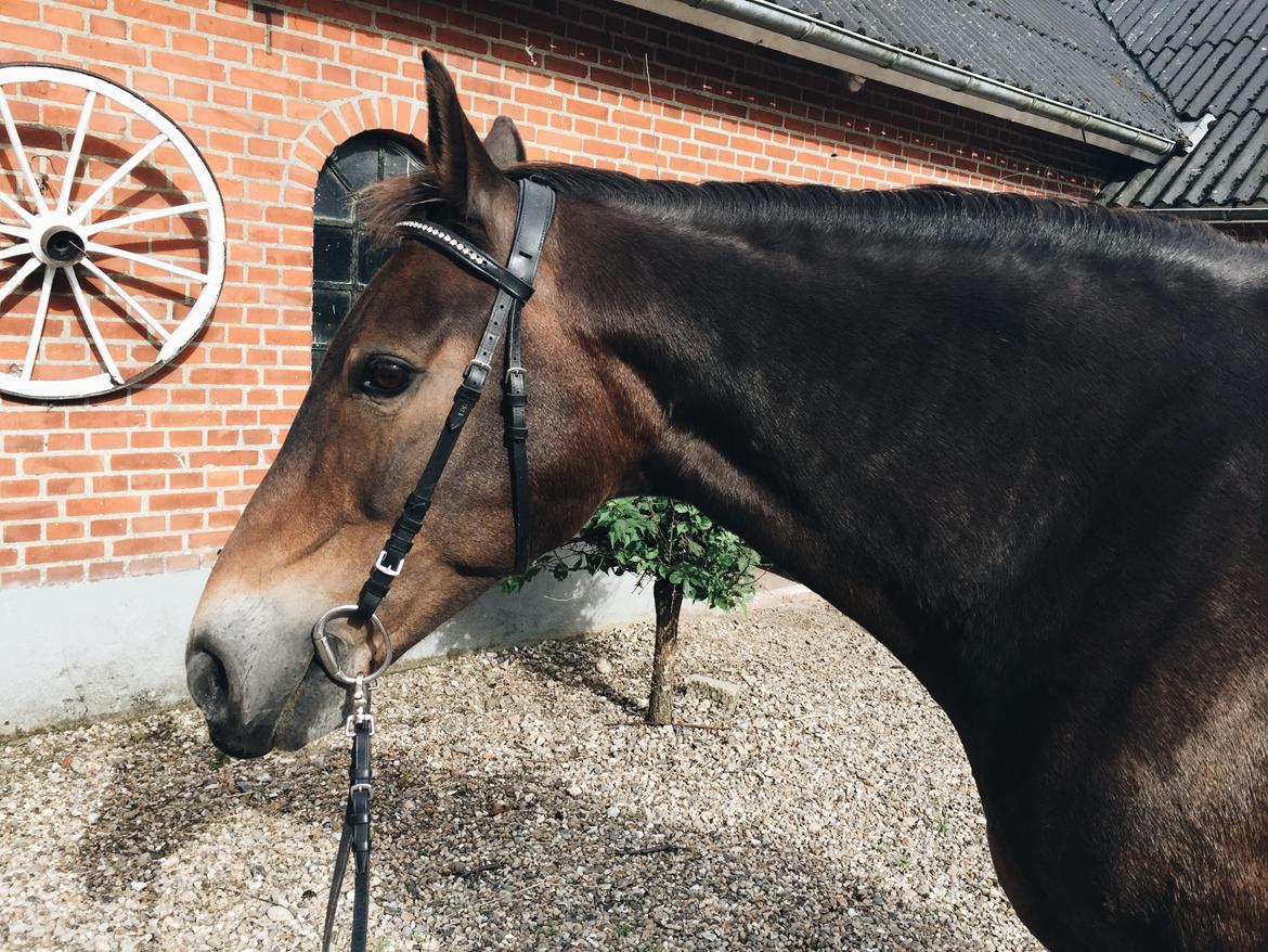 Anden særlig race Oscar - Ossie <3 - SOLGT - September, 2016 billede 2