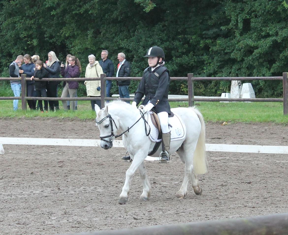 Welsh Mountain (sec A) Rosso Bianco billede 8