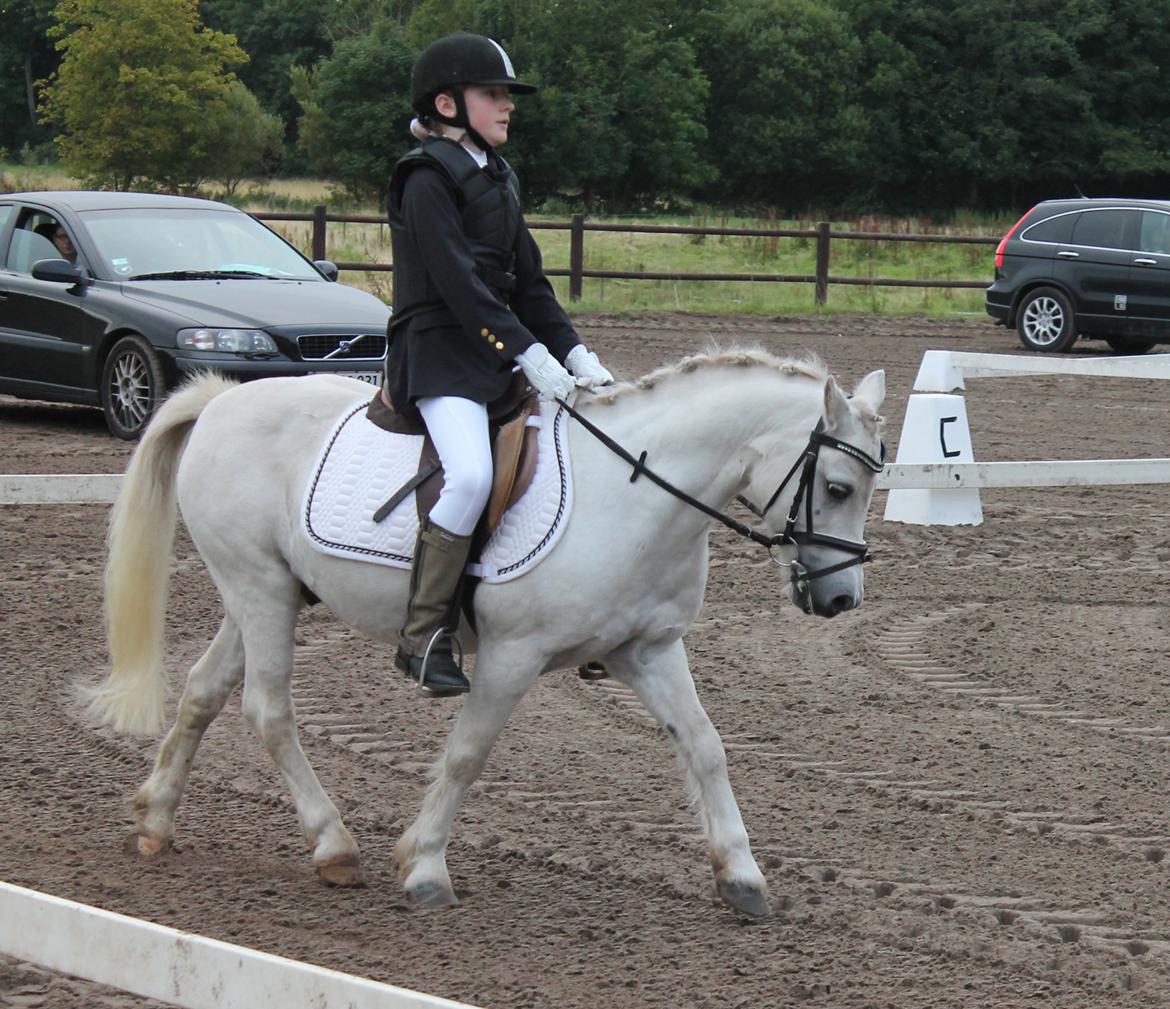 Welsh Mountain (sec A) Rosso Bianco billede 20