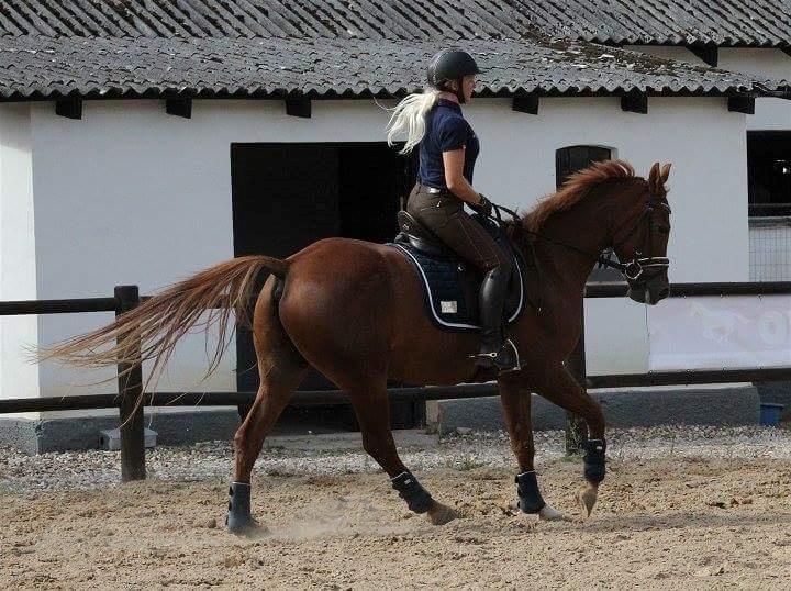 Anden særlig race Sweet Marquis (Tak for 2 fantastiske år) billede 7