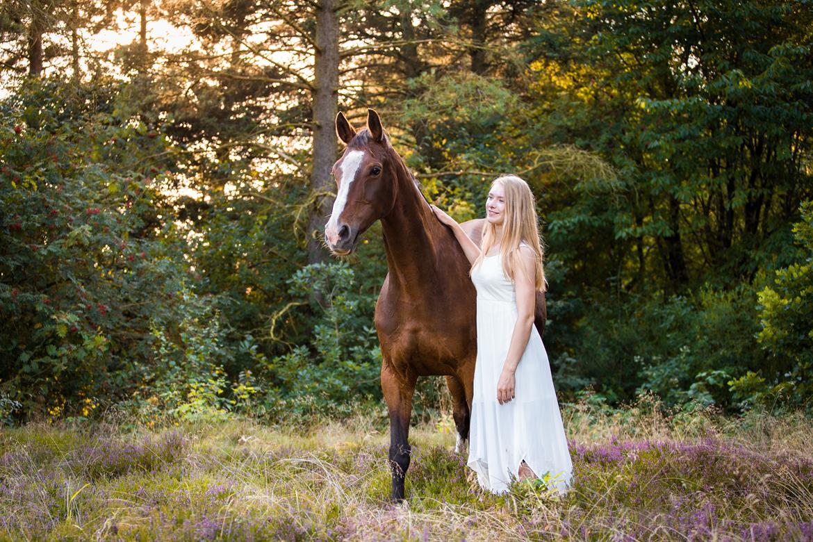 Dansk Varmblod My Choice billede 1