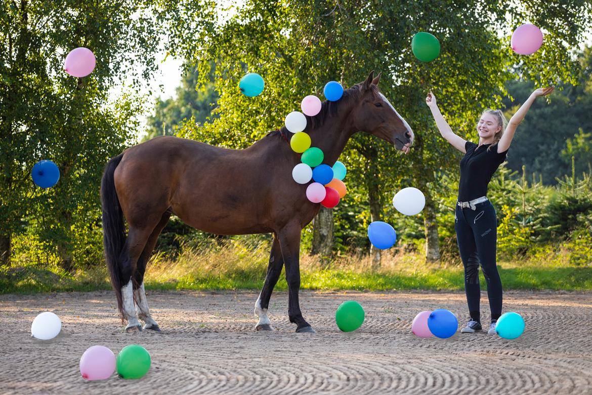 Dansk Varmblod My Choice billede 5