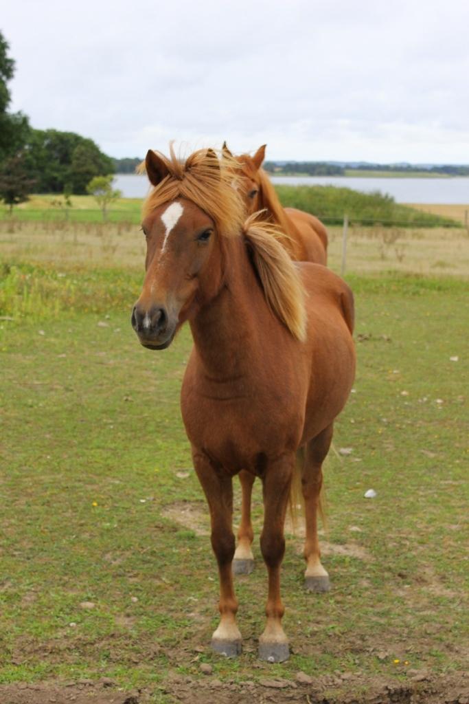 Islænder Glóblesa fra Stald Hovslag - Gloá 4 år gammel. billede 23