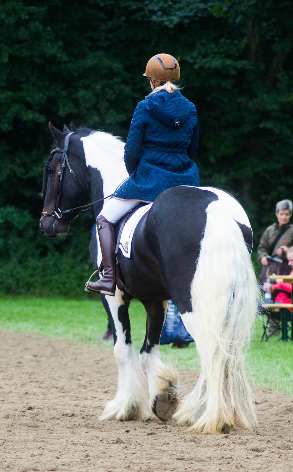 Drumhorse King William Wings of Wulcan - Registeret i EU og billede 12