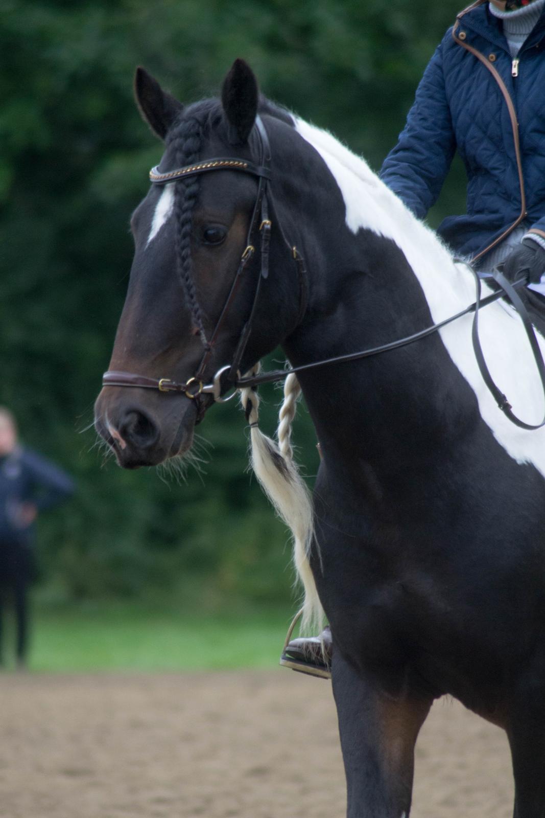 Drumhorse King William Wings of Wulcan - Registeret i EU og billede 5