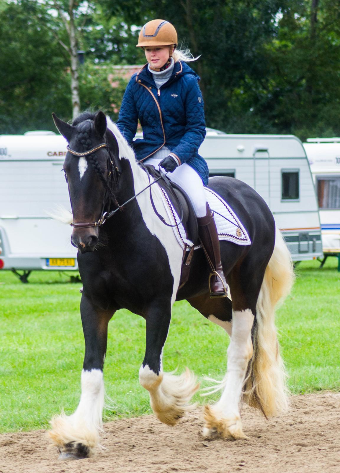 Drumhorse King William Wings of Wulcan - Registeret i EU og billede 10