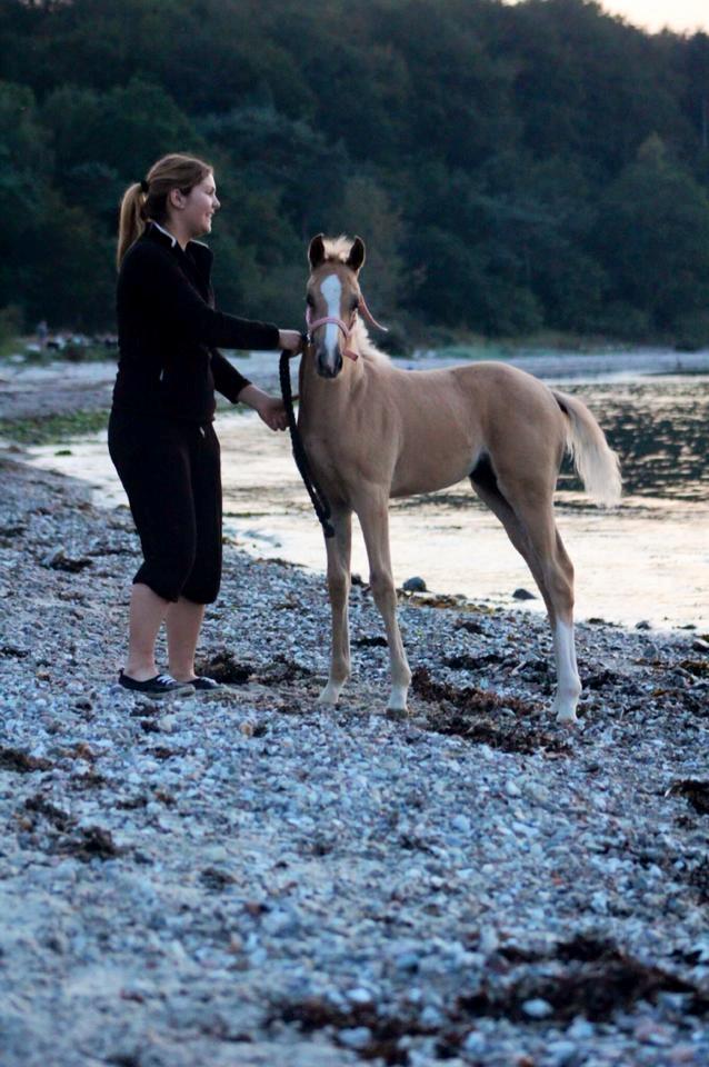 DSP First Petite Nobility - Ved stranden for første gang billede 24