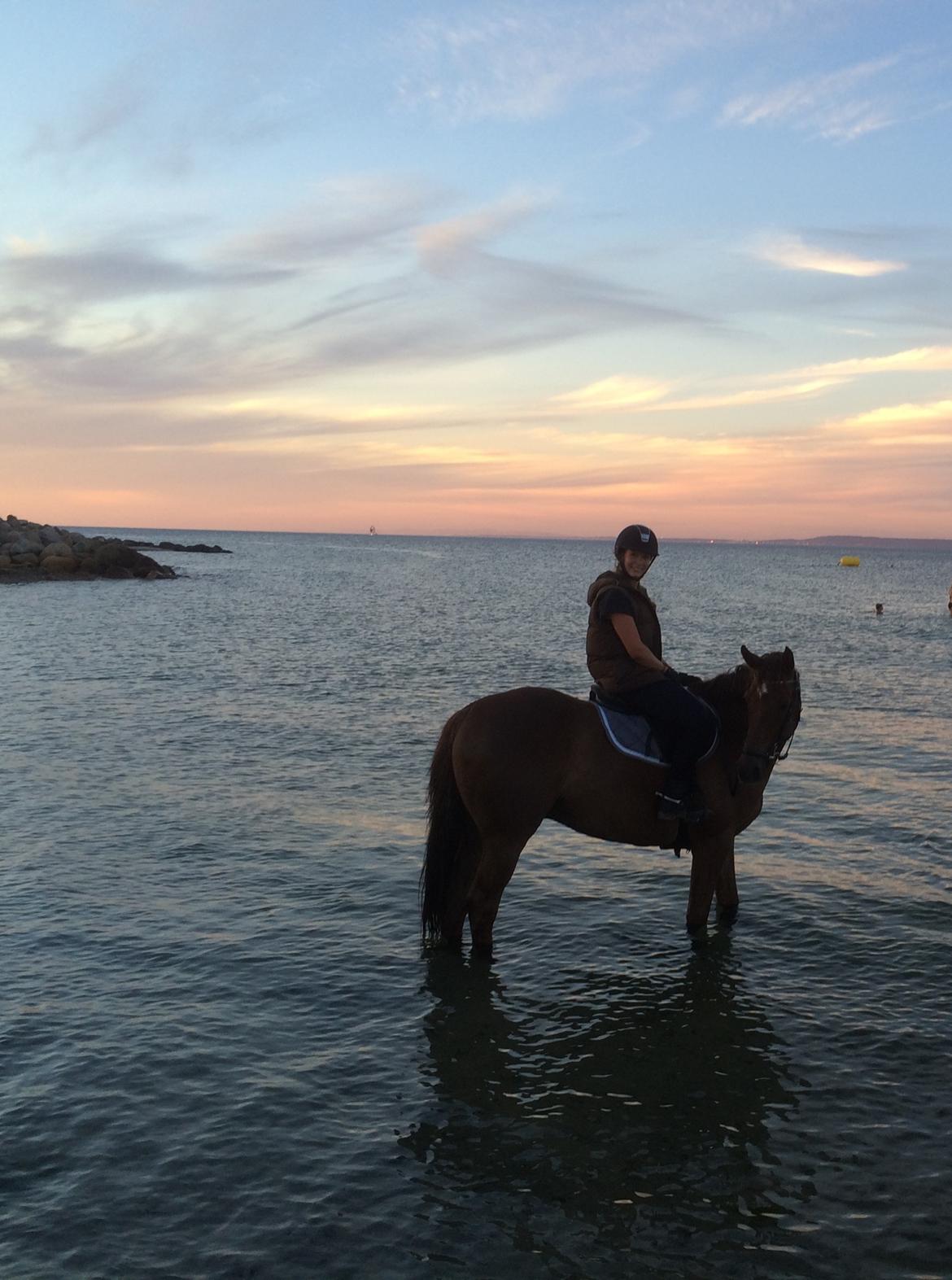 Dansk Varmblod Lunds Intermezzo - Stranden 2016 billede 19