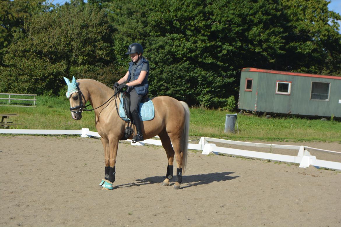 Tysk Sportspony Remember The Time S billede 18