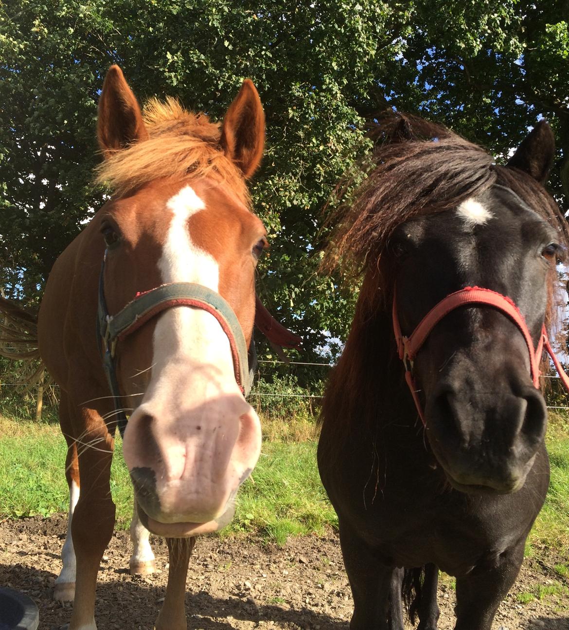 Anden særlig race Milando - Lanse og hans aller beste ven Mulle <3 billede 17