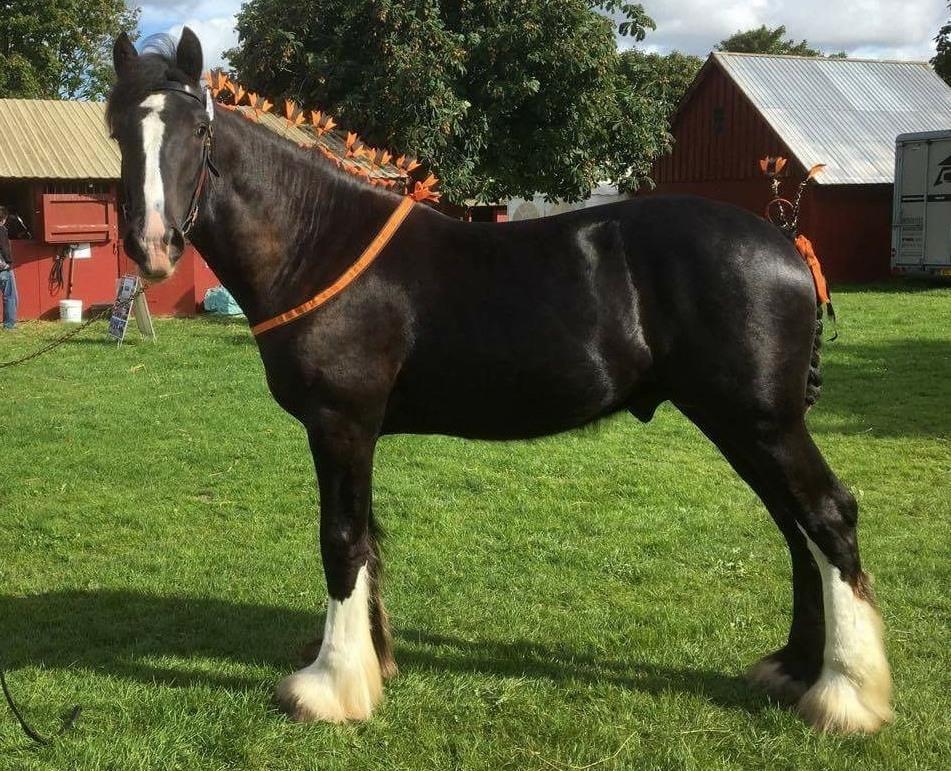 Shire Lønborgs Kronos - Store Hestedag, September 2016 billede 9