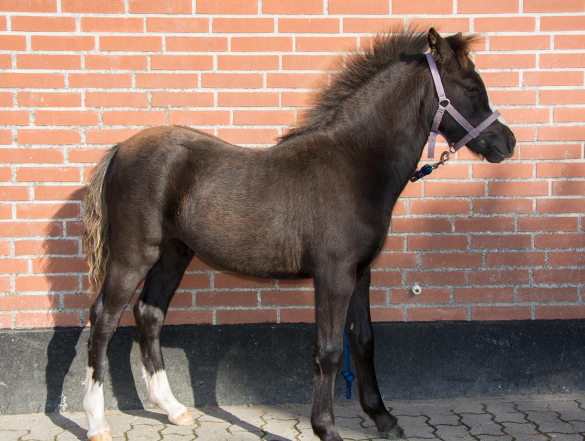 Welsh Mountain (sec A) Sunny Hill Anabell - Anabell 4,1 måned  5/9 2016 billede 17