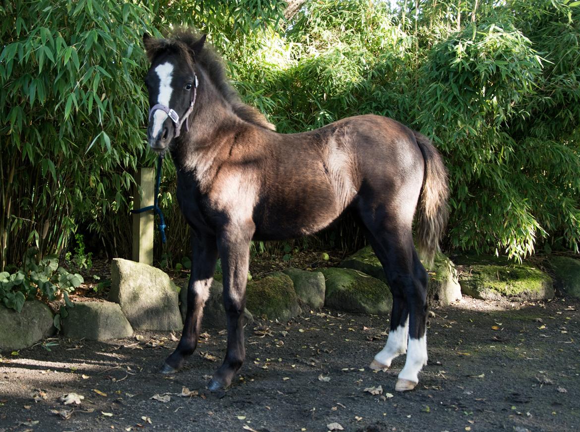 Welsh Mountain (sec A) Sunny Hill Anabell - Anabell 4,1 måned  5/9 2016 billede 18