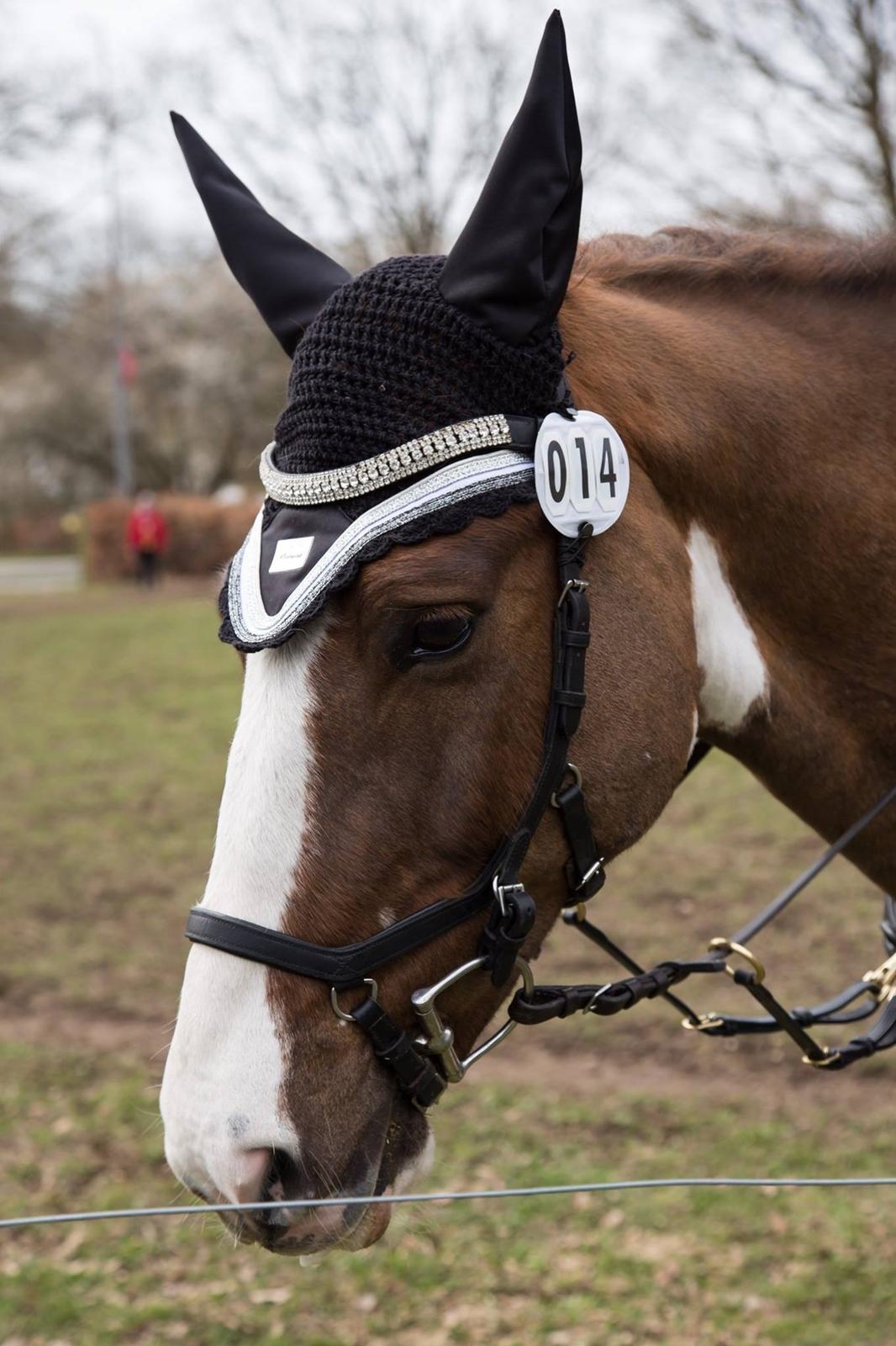 Pinto Handson/Flødebollen<3 billede 32