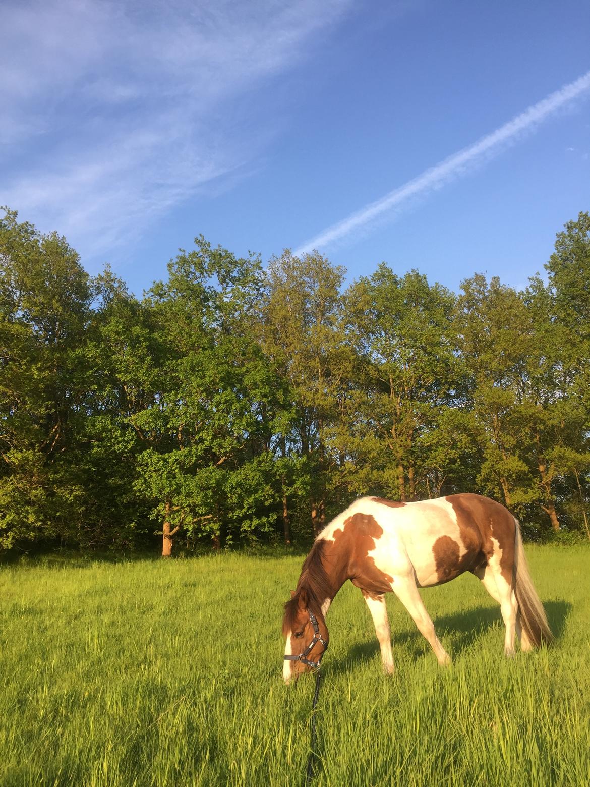 Pinto Handson/Flødebollen<3 billede 31