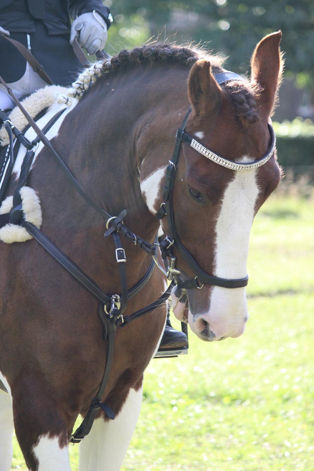 Pinto Handson/Flødebollen<3 billede 33