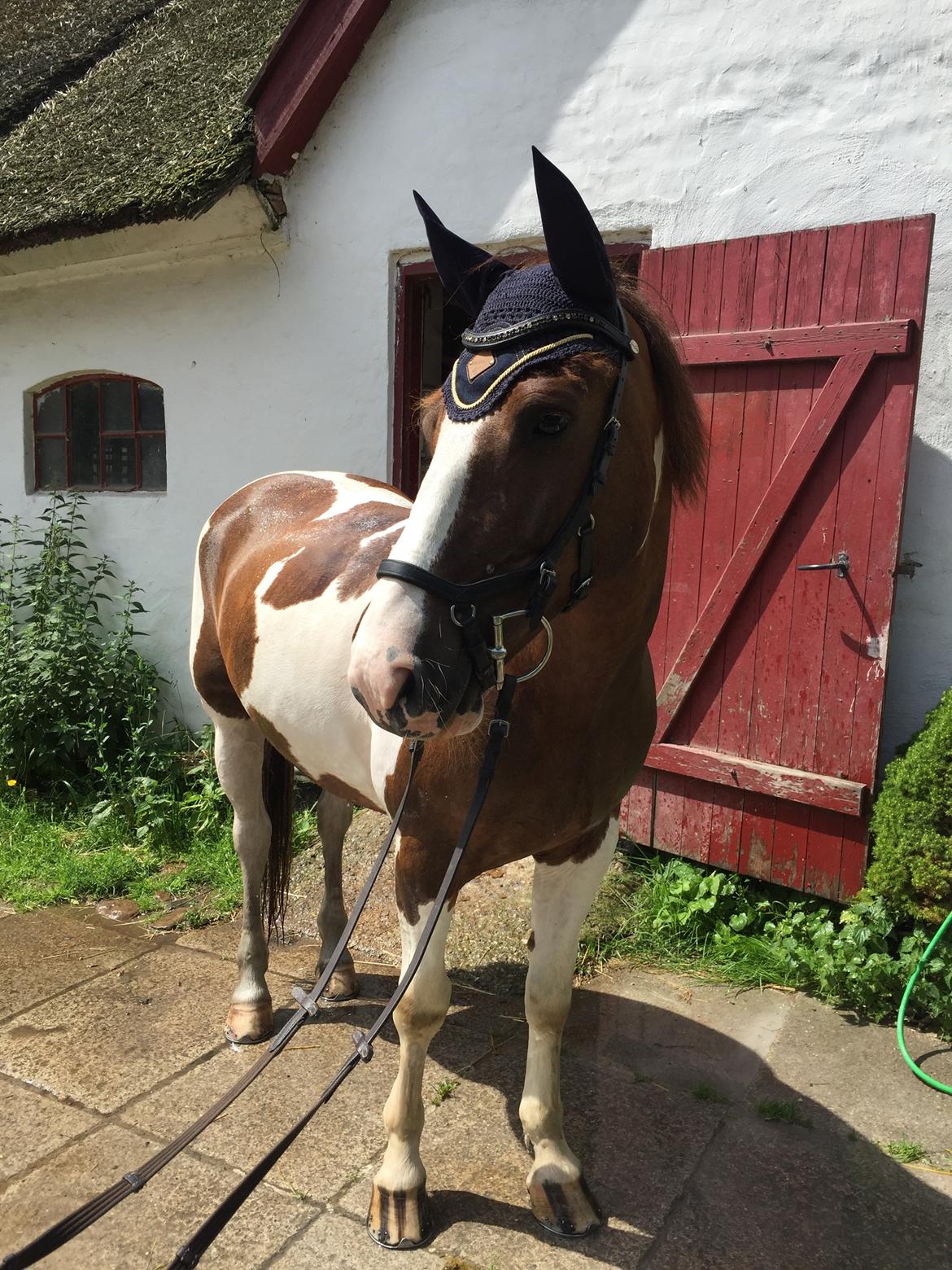 Pinto Handson/Flødebollen<3 billede 23