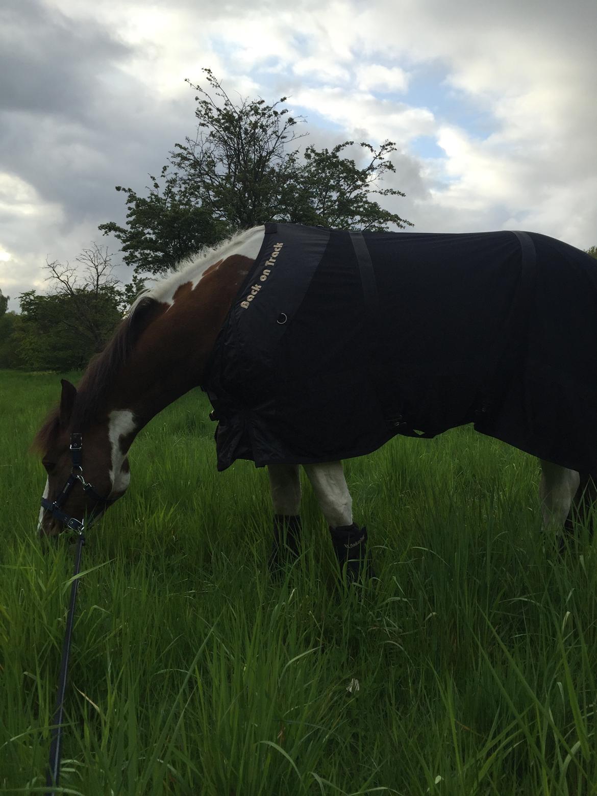 Pinto Handson/Flødebollen<3 billede 37