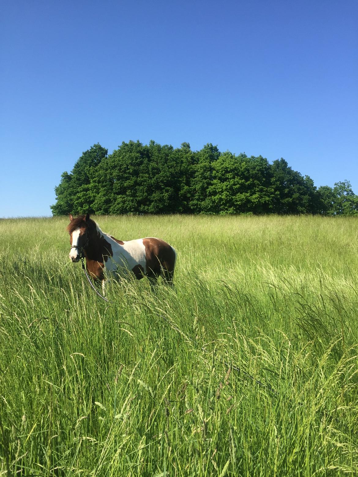 Pinto Handson/Flødebollen<3 billede 38