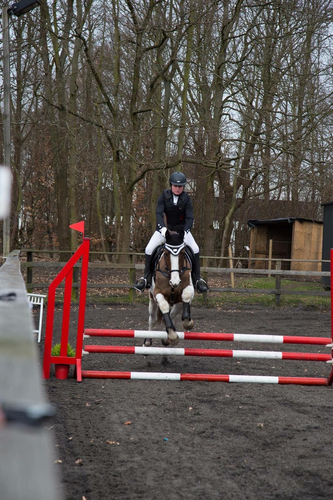 Pinto Handson/Flødebollen<3 billede 36