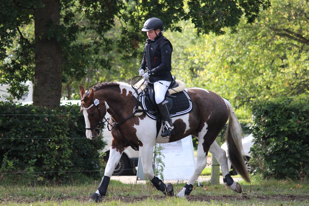 Pinto Handson/Flødebollen<3 billede 1