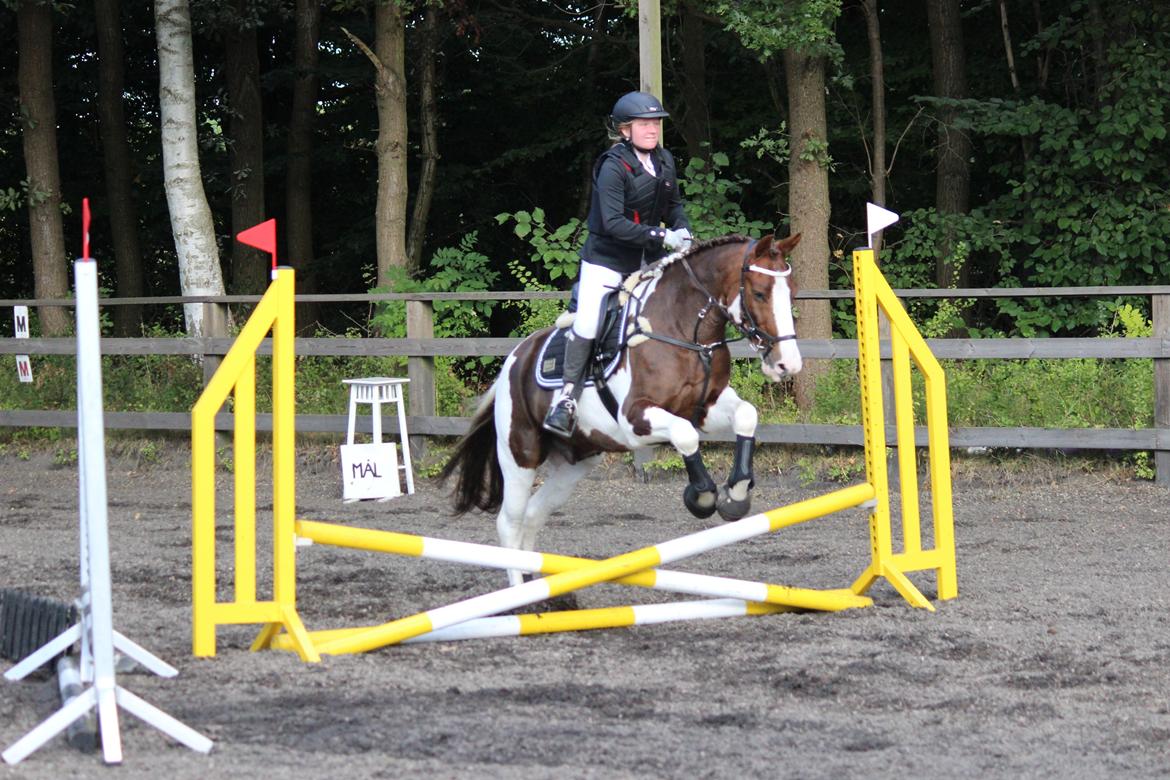 Pinto Handson/Flødebollen<3 billede 39