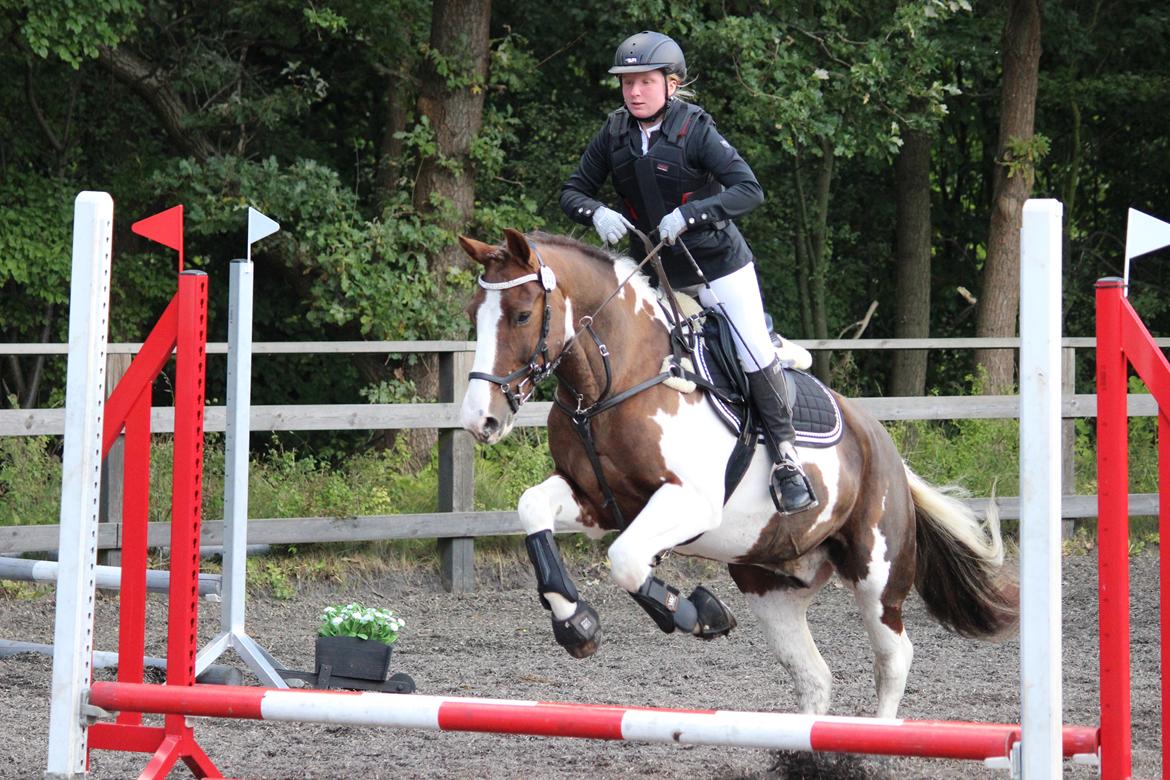 Pinto Handson/Flødebollen<3 billede 40