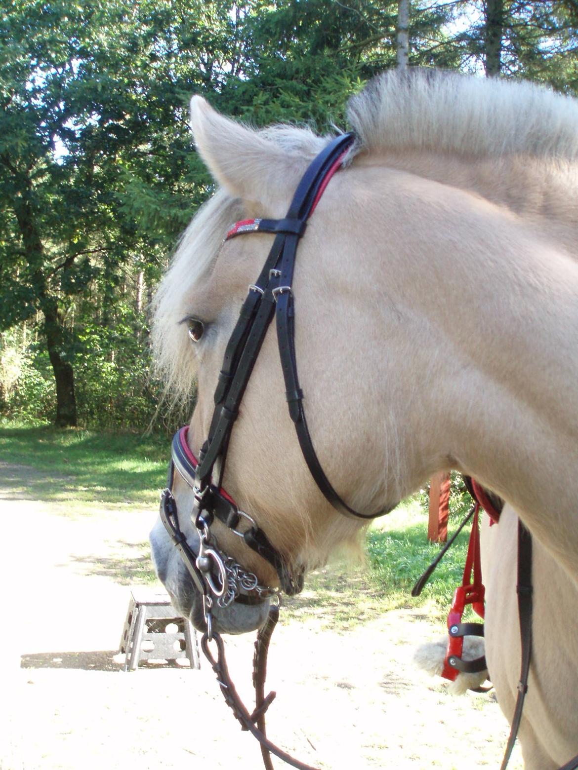 Fjordhest LINDEGAARDS ZARINA - Klar til skovtur d. 5 Sep 2016 billede 4