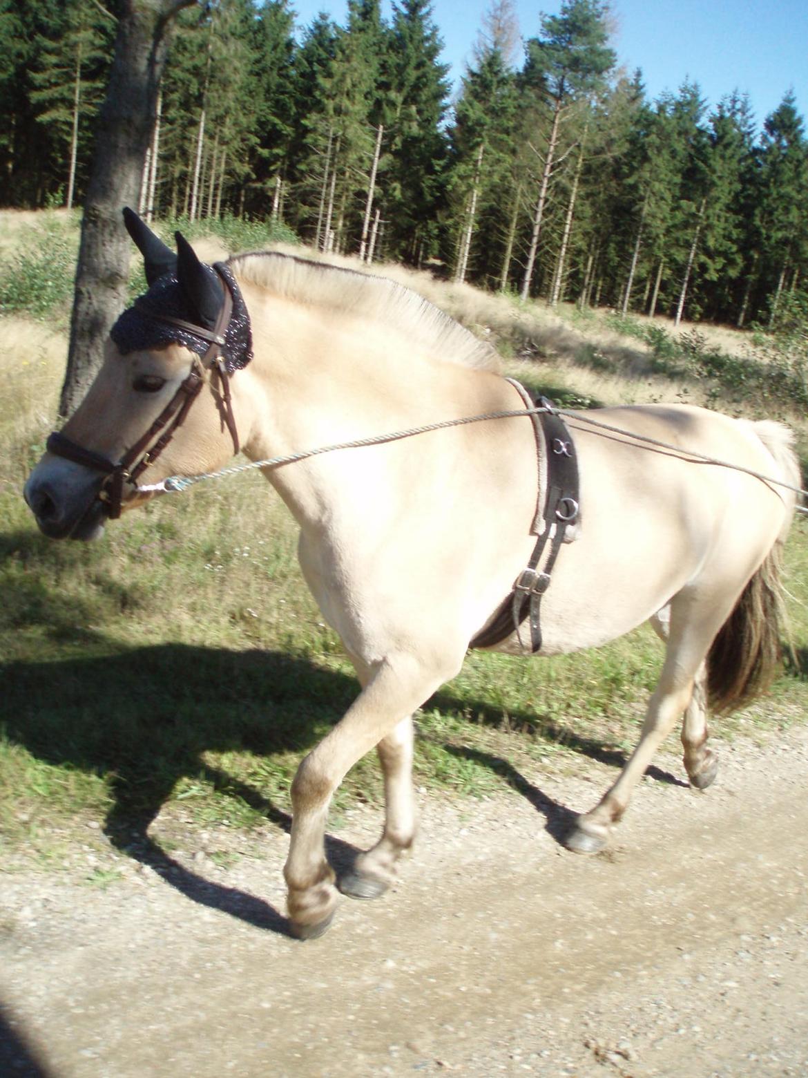 Fjordhest Fjordens Maja - Maja på en af hendes mange ture i skoven sep 2016 billede 17