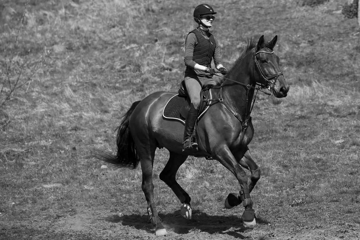 Dansk Varmblod Krogagers Cilla billede 8