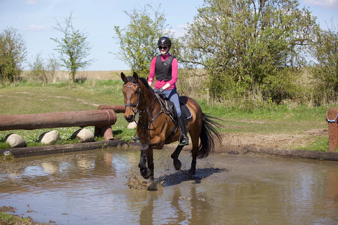 Dansk Varmblod Krogagers Cilla billede 1