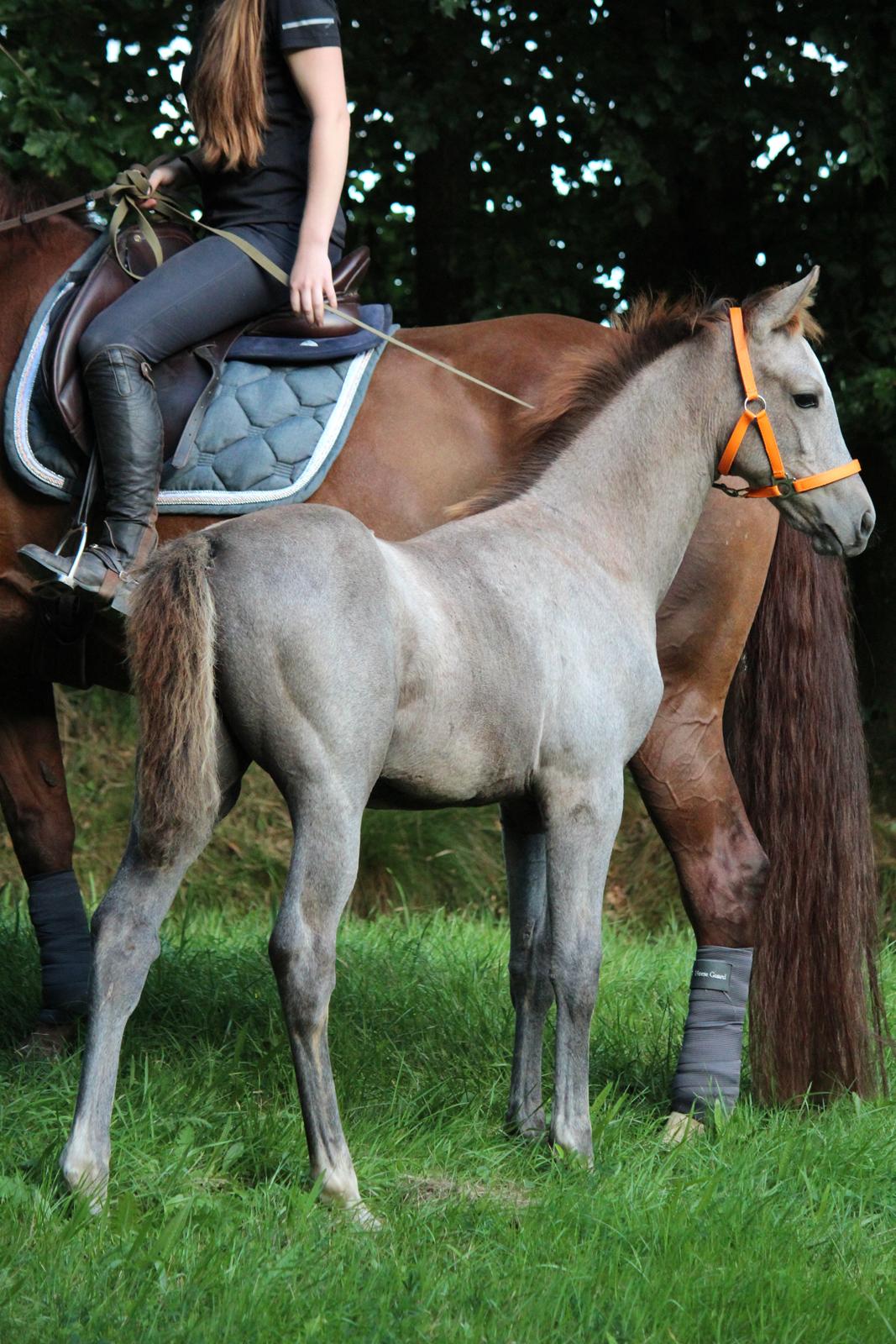 Anden særlig race Schokko La billede 19