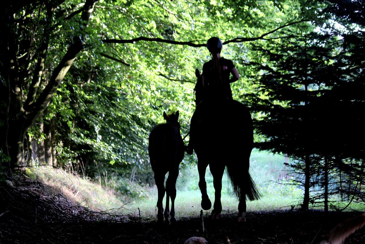 Anden særlig race Schokko La billede 9