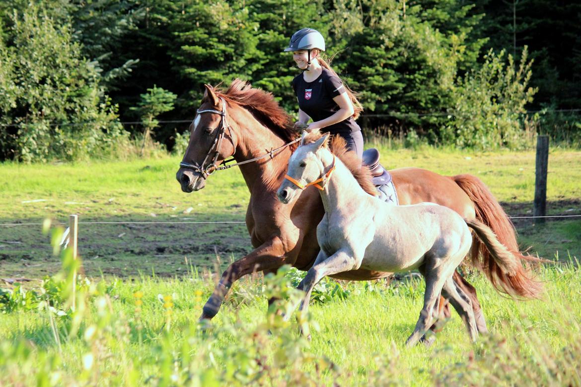 Anden særlig race Schokko La billede 1